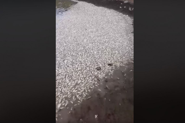Սևաբերդի ջրամբարում ձկներ են սատկել. նախարարությունն արձագանքել է ահազանգին (տեսանյութ)