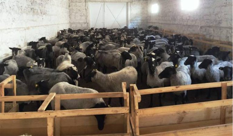 Շիրակի մարզում բացվել է տոհմային ոչխարաբուծության նոր կենտրոն