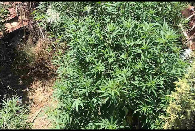 Համայնքային ոստիկանները Ոսկեհատի բնակչի տան հարակից տարածքում հայտնաբերել են 48 կանեփի բույս (տեսանյութ)