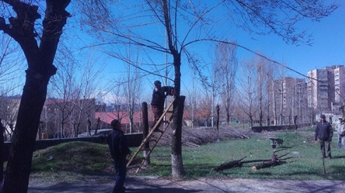 Երևանում օրվա պահանջ է դարձել կիսակենսունակ և անպիտան ծառերի փոխարինման գործընթացը. քաղաքապետարան