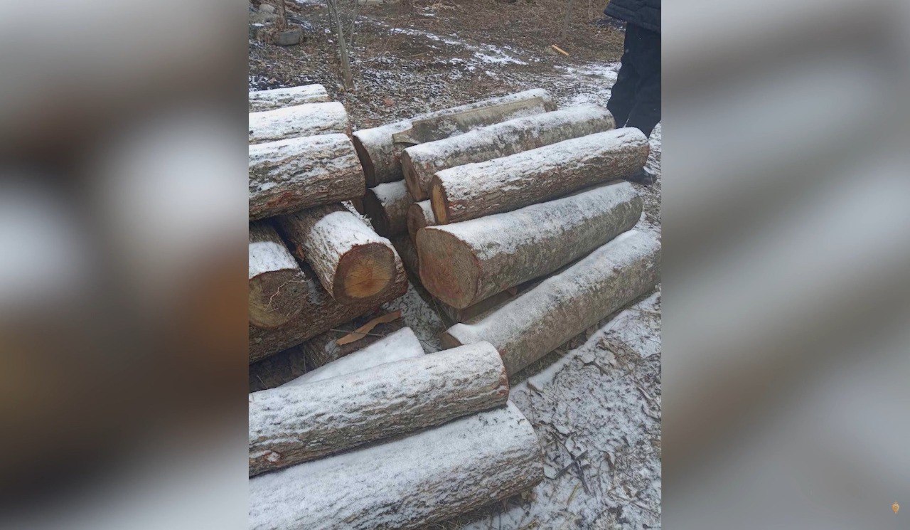 «Արծվաբերդի» անտառտնտեսության տարածքից ապօրինի ծառեր են հատվել. 32-ամյա բնակիչը ձերբակալվել է