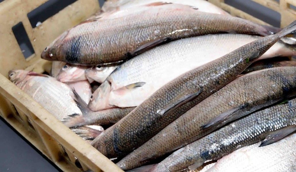 Ձուկ արտահանող տնտեսվարողները  Վերին Լարսի անցակետում արհեստական խոչընդոտների են բախվում․ «Ժողովուրդ»