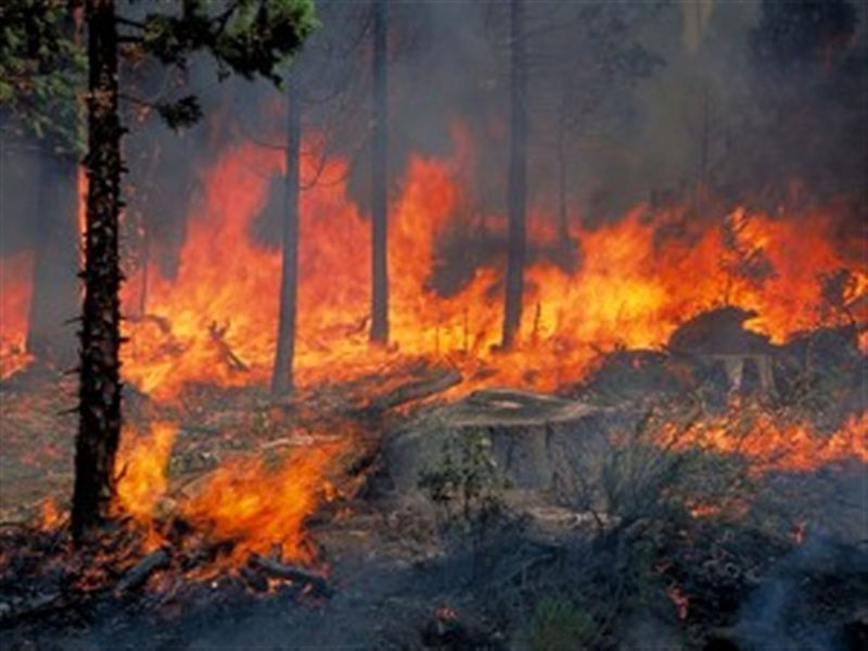 Նախնական տվյալներով՝ «Խոսրովի անտառ» պետական արգելոցի տարածքում այրվում է մոտ 5000 քմ խոտածածկույթ