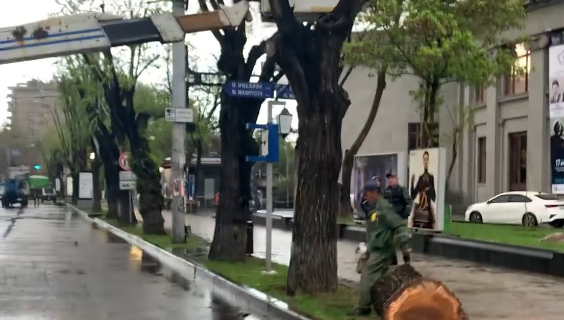 Պարո'ն Բեգոյան, ձեր սիրած գործն է, Կոմիտաս փողոցի կենսունակություն չունեցող ծառերը պիտի փոխվեն. Ավինյան