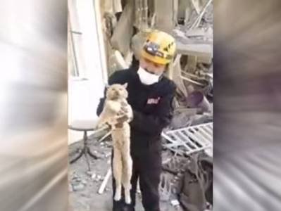 Թուրքիայում երկրաշարժից 49 օր անց փլատակների տակից դուրս են բերել ողջ կատվի