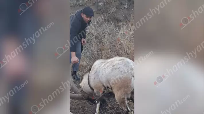 Սյունիքում տղամարդն ընկերների հետ օգնության են հասել մետաղական ցանցի մեջ արգելափակված, Հայաստանի Կարմիր գրքում գրանցված Բեզոարյան այծին