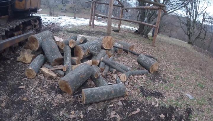 «Դիլիջանի ազգային պարկ»-ի տարբեր անտառային տեղամասերում ապօրինի հատված 257 ծառ է հայտնաբերվել. քրեական գործ է հարուցվել