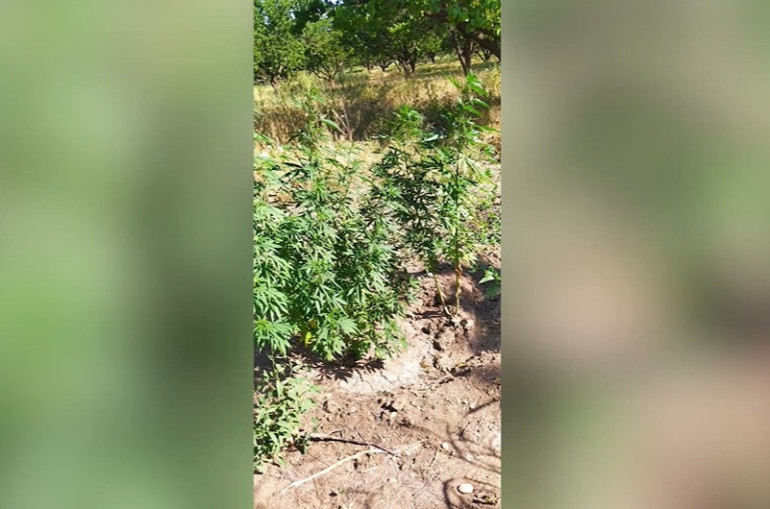 Մրգանուշ գյուղի 43-ամյա բնակչի հողամասից կանեփի 20 բույս է հայտնաբերվել (տեսանյութ)
