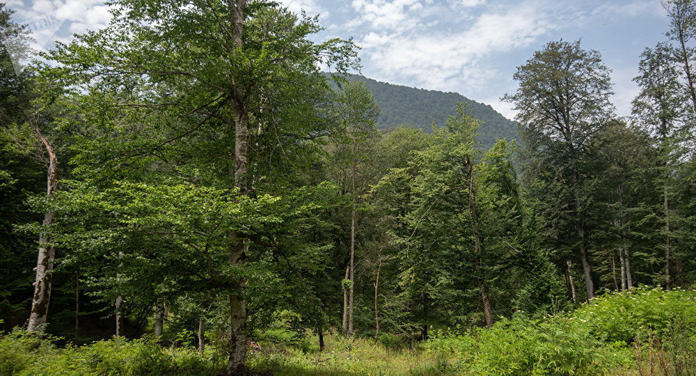Լոռու մարզի անտառային ֆոնդի պահպանության համար պատասխանատու ևս 9 պաշտոնատար անձանց մեղադրանքներ են առաջադրվել 