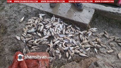 Արտակարգ իրավիճակ Արագածոտնի մարզում. «կարաս» տեսակի հարյուր հազարավոր ձկներ սատկել են