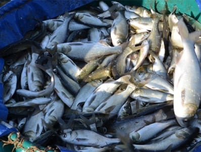 Արարատի մարզի Հովտաշեն համայնքի ձկնաբուծարանում 58 տոննա ձուկ է անկել. ՍԱՏՄ