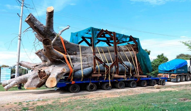 Քենիան արգելափակել է բաոբաբի ծառերի արտահանումը Վրաստան՝ պատճառաբանելով «խախտումները»