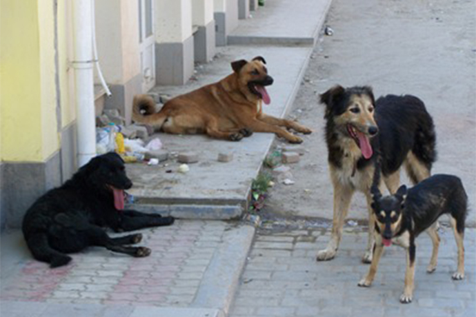 Երևանում կկառուցվի թափառող կենդանիների մշտական խնամքի կացարան