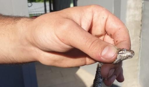 Ստեփանակերտ քաղաքի Փիրումյան փողոցի բնակելի թաղամասում օձեր են հայտնաբերվել