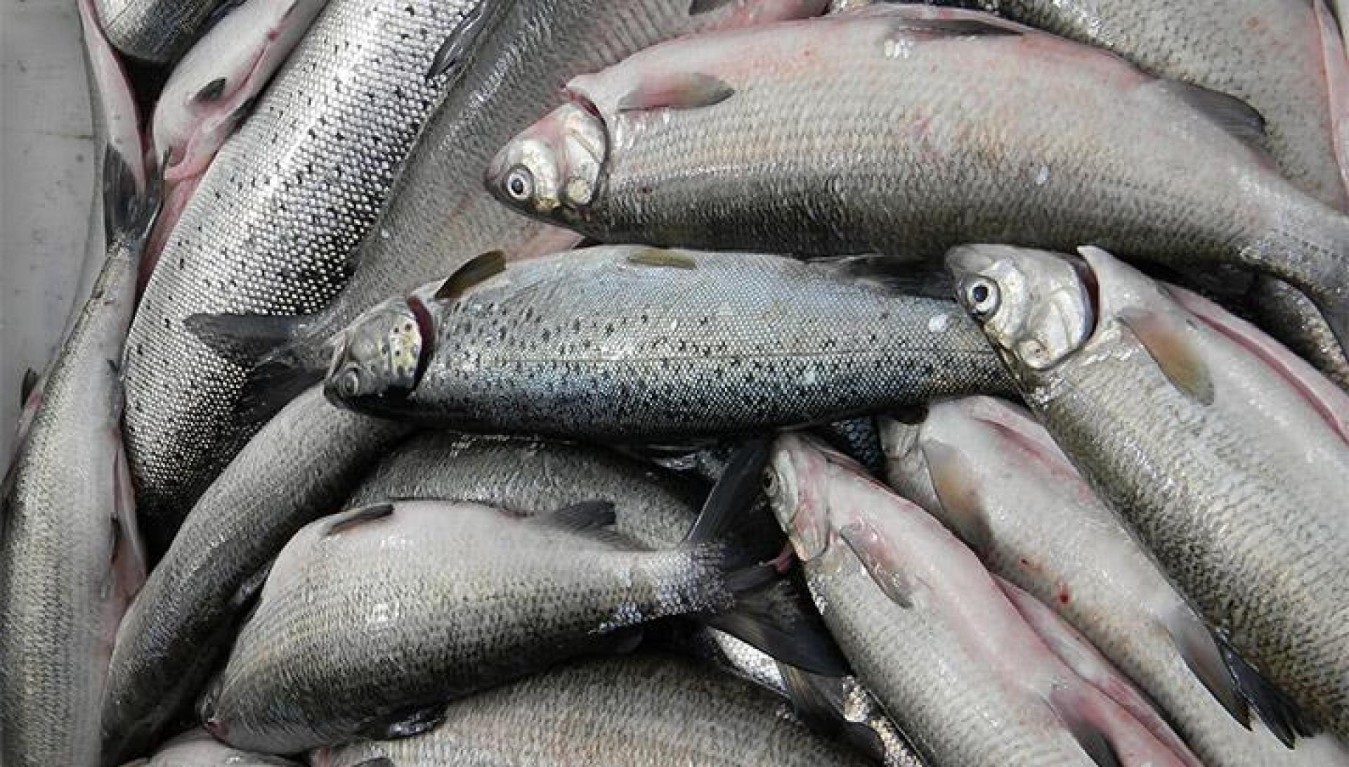Ովքե՞ր և ինչո՞ւ են «բզբզում» ձկնորսության թեման. «Փաստ»