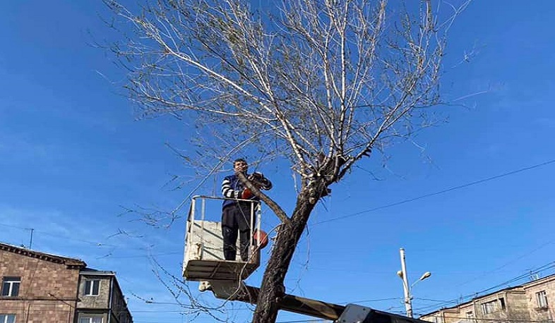 Մեկնարկել է ծառերի լայնածավալ սանիտարական էտ