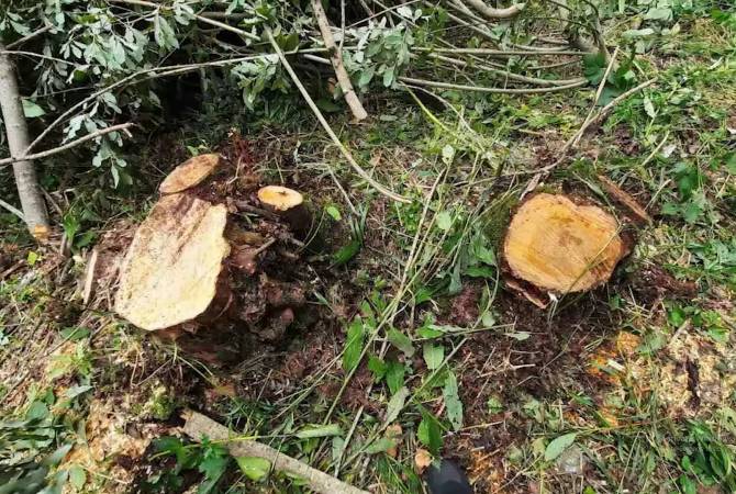 Ծառերն ապօրինի հատել էր անտառապահը. Լոռու քրեական հետախույզների ու պարեկների բացահայտումը