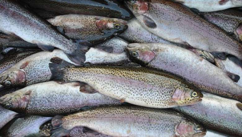 Այսօրվա դրությամբ՝ գրանցված միակ «աշխարհագրական նշումով» արտադրանքը Սևանի իշխանն է. Վահան Քերոբյան