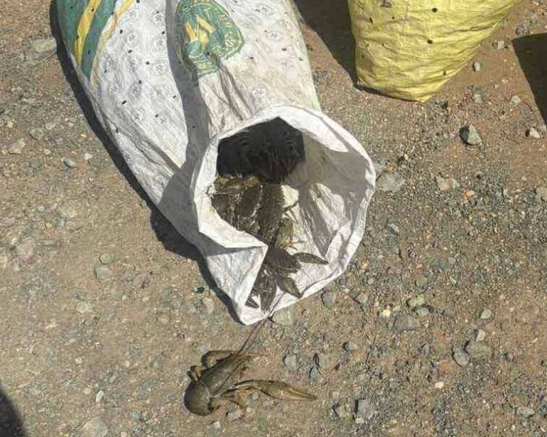 Ապօրինի որսված 40 կգ խեցգետինը բաց է թողնվել Հերհերի ջրամբար