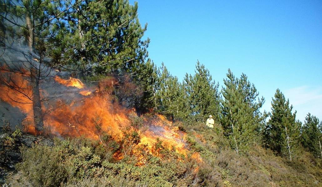 Խոշոր հրդեհ Խոսրովի անտառում