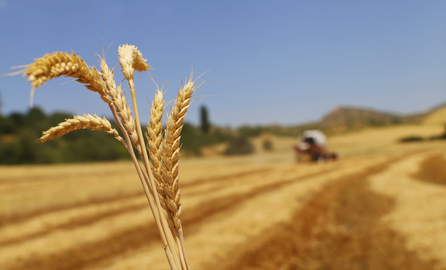 Կապան համայնքում մեկնարկել են ցորենի բերքահավաքի աշխատանքները