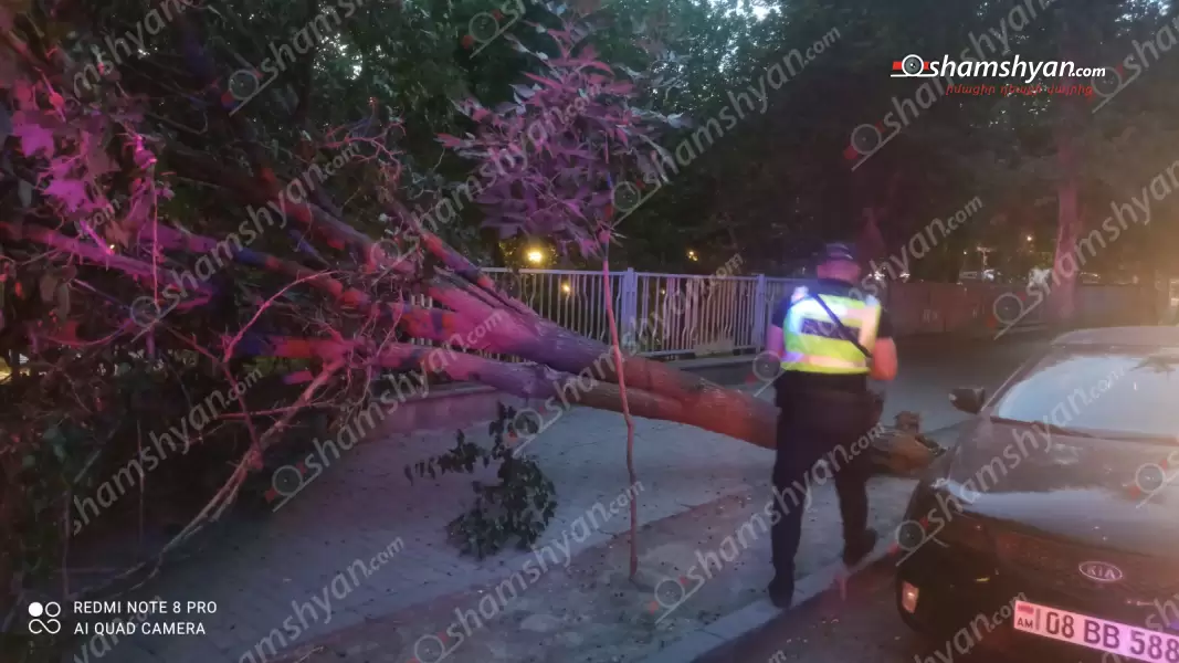 Երևանում՝ Սիրահարների այգու մոտ, հսկայական ծառը արմատից պոկվել ու ընկել է երկաթե ճաղավանդակի վրա՝ փակելով ճանապարհը