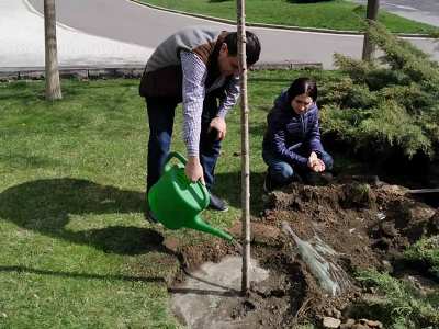  Տնկեցինք կապիտան Ուրֆանյանի բալենին. Արմեն Մուրադյան 
