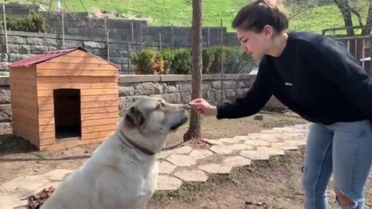 Մեր խելացի, ուժեղ ու հսկա Արջուկը․ վարչապետի դուստրը տեսանյութ է հրապարակել