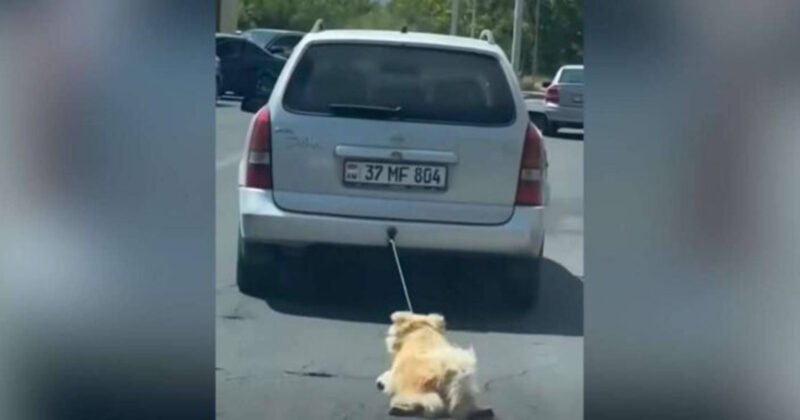 Բեռնախցիկից պարանով շանը քարշ տված քաղաքացու նկատմամաբ խափանման միջոց է կիրառվել բացակայելու արգելքը
