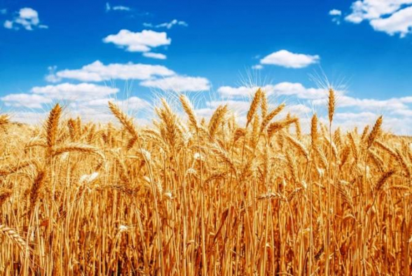 Հայաստանում ցորենի բերքը 2023 թվականին կազմել է 190 հազար տոննա. փոխնախարար