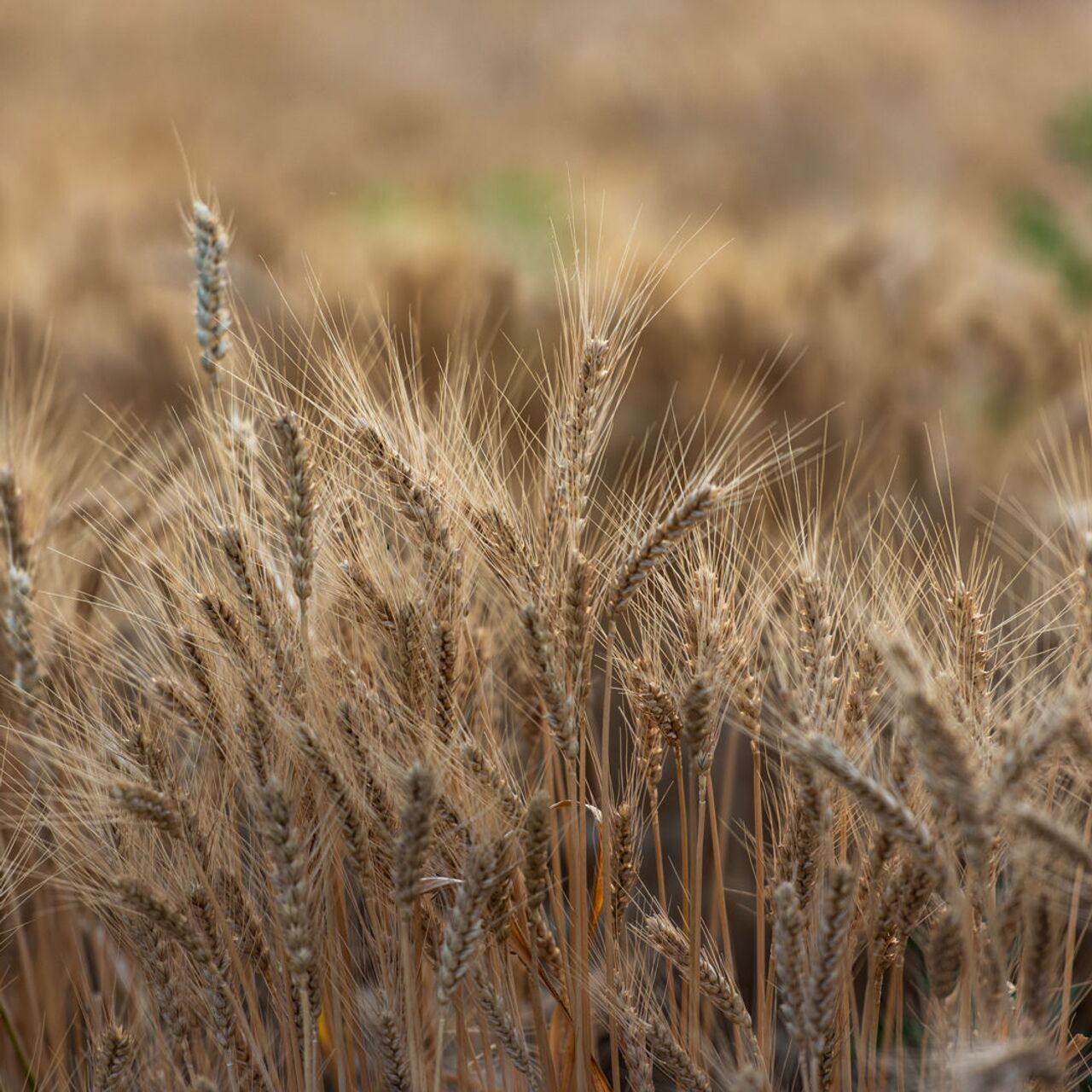 ՀՀ-ն կարող է ցորենի ինքնաբավության մակարդակը հասցնել 50%-ի․ էկոնոմիկայի նախարարություն