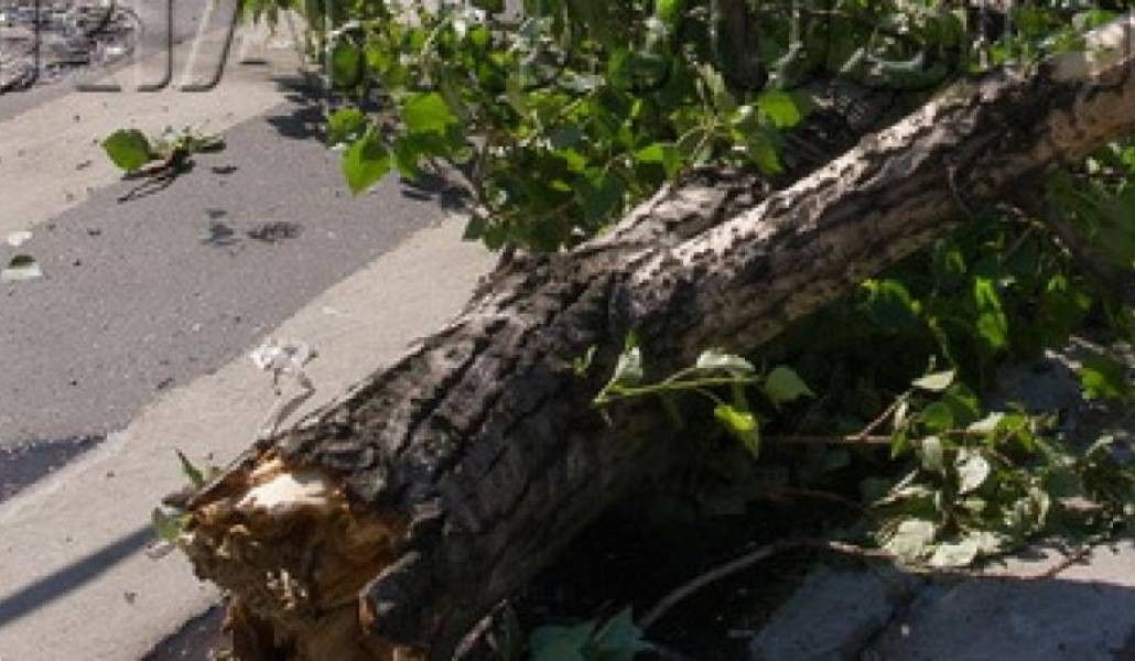 Փրկարարները Իջևան-Նոյեմբերյան ավտոճանապարհի երթևեկելի մասից հեռացրել են ծառի կոտրված ճյուղը