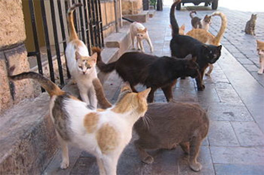Երևանում կատուների նկատմամբ դաժան վերաբերմունքի դեպքերի մասին տվյալները դարձվել են քննության առարկա. ՔԿ