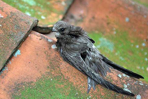  Տեղյակ պահել վիրավոր կամ բնից ընկած թռչուն տեսնելիս․ նախարարություն 