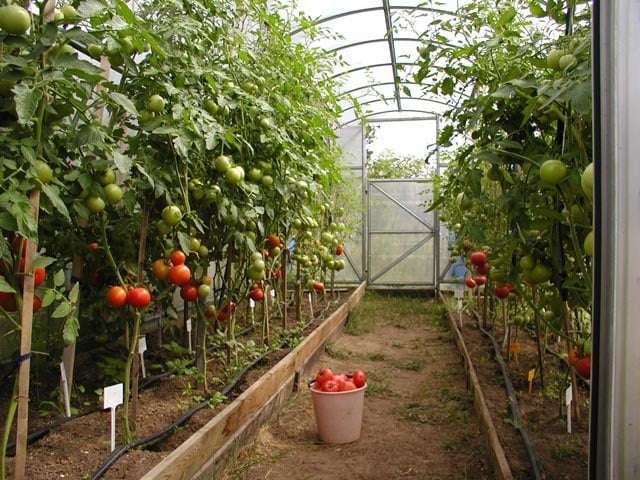 Ակունք գյուղում լոլիկի և վարունգի աճեցման նոր ջերմատուն կկառուցվի