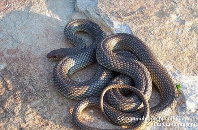 Փրկարարները հայտնաբերել են գյուրզա տեսակի օձ