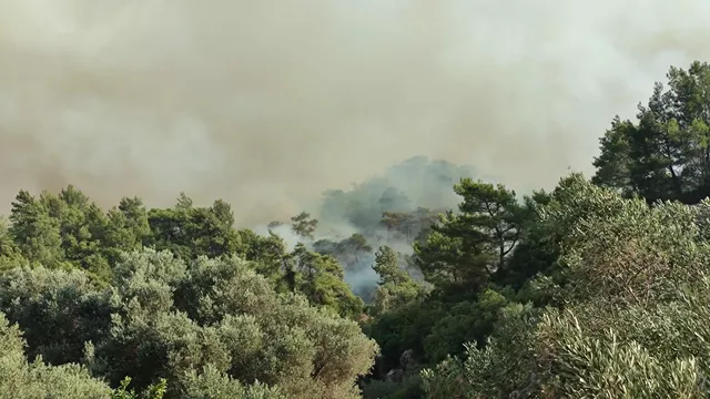В Турции лесные пожары охватили три провинции