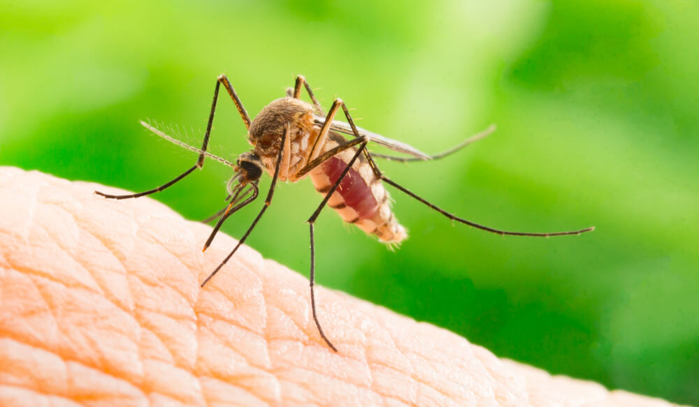 ՀՀ առողջապահական համակարգը խնդիր ունի կանխել մալարիայի կրկին արմատավորումը մեր երկրում