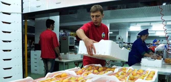 Հայաստանից թարմ պտուղ-բանջարեղենի արտահանումն աճել է 2 անգամ. արտահանվող հայկական ծիրանի գինը չի նվազում