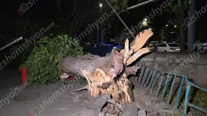 Երևանում արմատից չորացած հաստաբուն ծառը տապալվել է՝ կոտրելով գազախողովակներ, վնասելով ավտոմեքենաներ. ճանապարհն ամբողջությամբ փակվել է