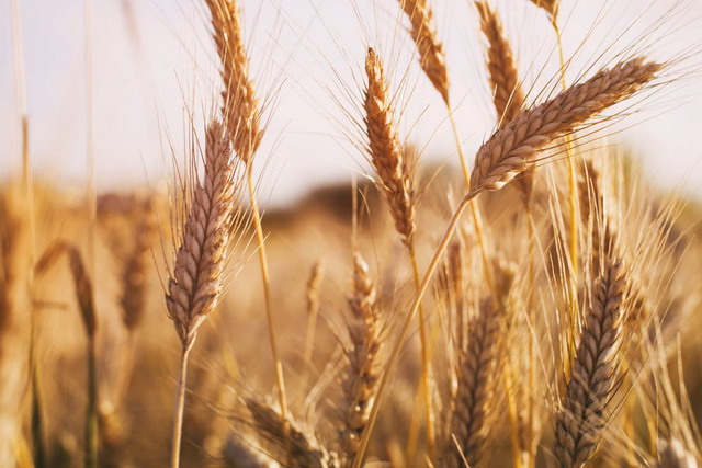 Արարատյան դաշտում, Տավուշում և Սյունիքում աշնանացան ցորենի վեգետացիան վերսկսվել է ժամկետներից 30-35 օր շուտ