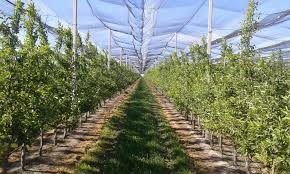 Կապահովվի ինտենսիվ այգեգործության զարգացման նպատակով սուբսիդավորման միջոցառումների շարունակականությունը