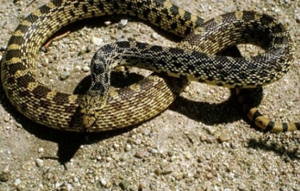 Բալահովիտում հայտնաբերվել է գյուրզա տեսակի օձ