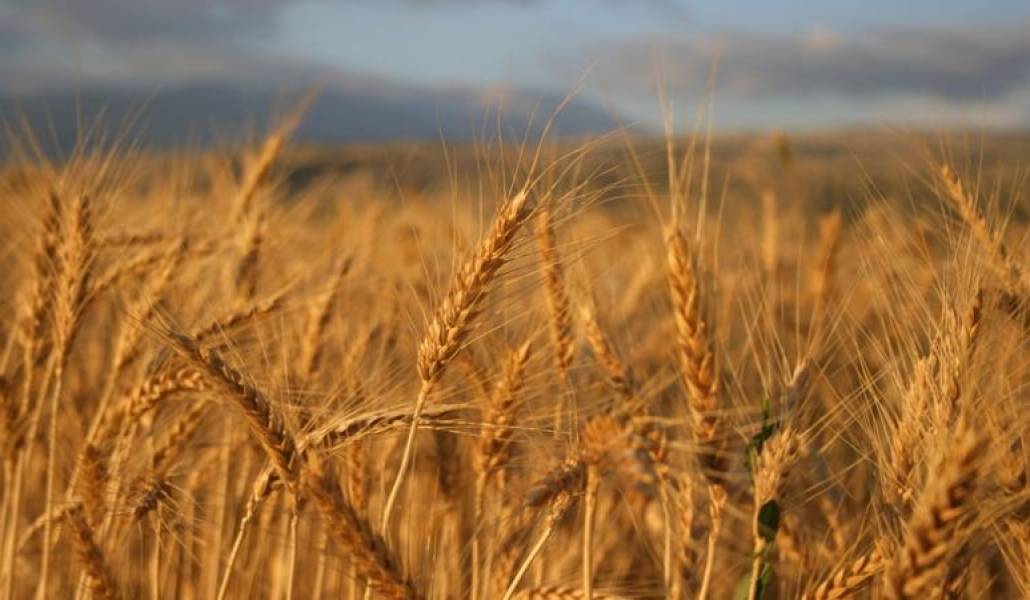 Պետությունը կփոխհատուցի աշնանացան ցորենի մշակության ծախսերը 50 տոկոսով. Դա չի վերաբերում Արմավիրի եւ Արարատի մարզերին