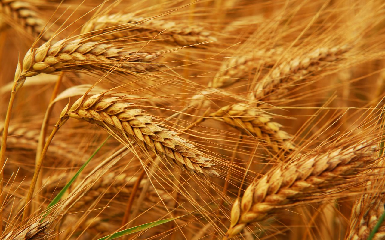 Արցախի Գյուղնախը հողօգտագործողներին աշնանացան ցորենի անհատույց սերմացու և դիզվառելիք կտարամադրի 