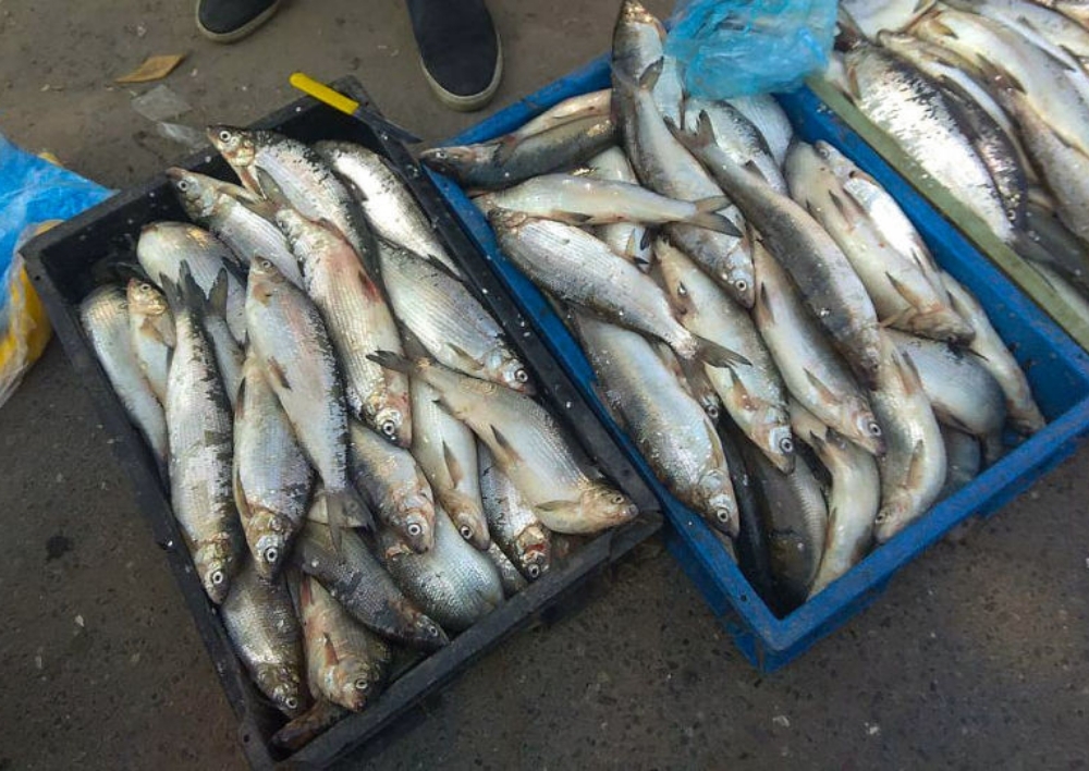 Հայաստանում մեկնարկել է սիրողական ձկնորսության շրջանը