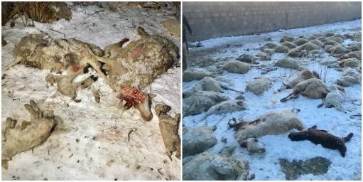 Շների գազազած ոհմակը Երեւանում հոշոտել է 207 գլուխ ոչխար, ընտանիքը կրել է 10 միլիոնի վնաս