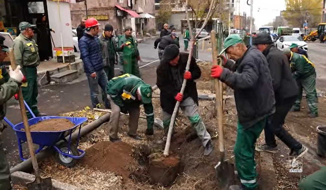 Երևանում կենսունակությունը կորցրած ծառերը փոխարինվում նե առավել արժեքավոր և երկարակյաց տեսակներով