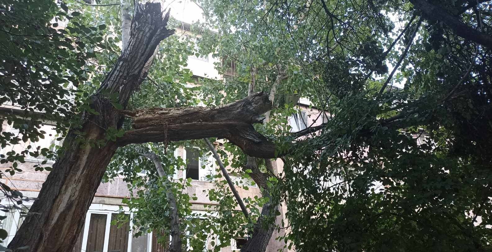 Երևանում քամու հետևանքով կոտրվել են ծառեր և վնասվել թիթեղներ