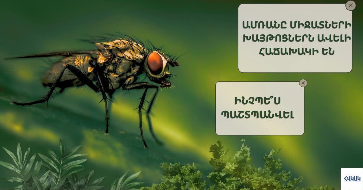 Ի՞նչ անել միջատի խայթոցի դեպքում. ՀՎԿԱԿ